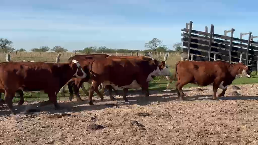 Lote 40 Vacas nuevas Preñadas