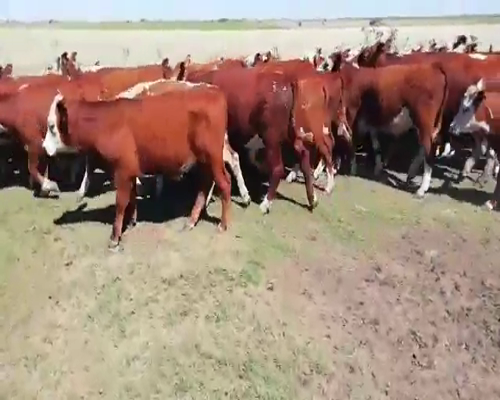 Lote 35 Terneros/as en Villaguay, Entre Ríos