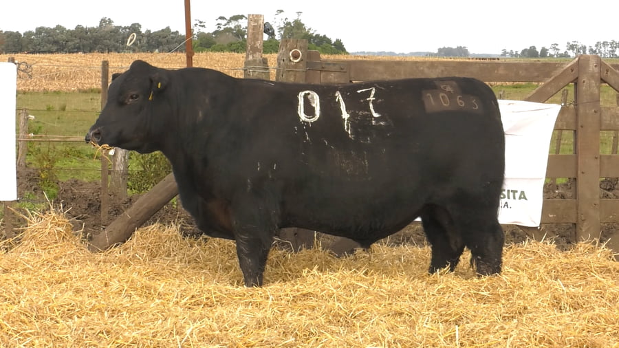 Lote Toros PC Negros