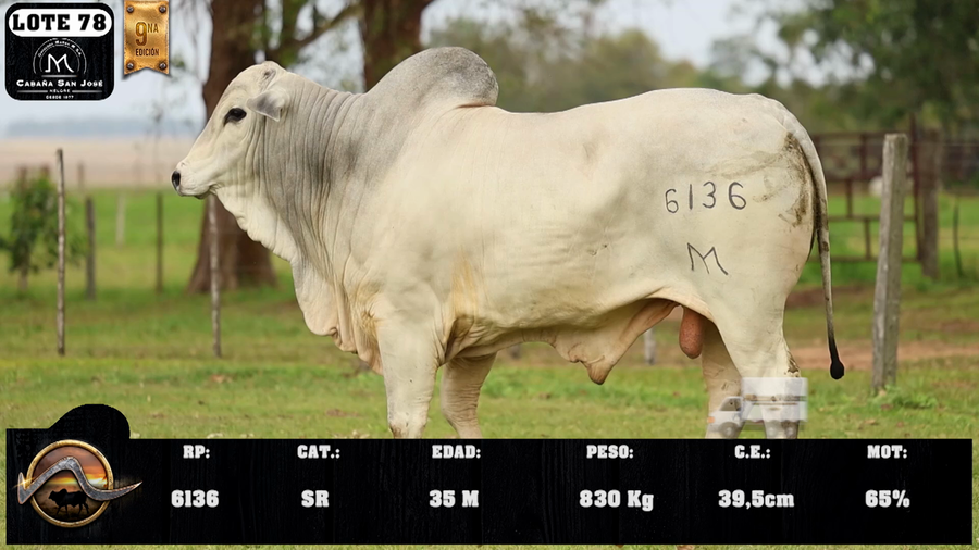 Lote LOTE 78