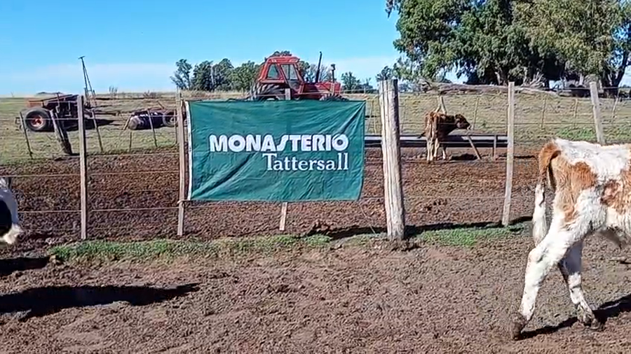 Lote 13 Terneros en Pellegrini