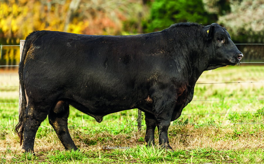 Lote TOROS PUROS DE PEDIGREE