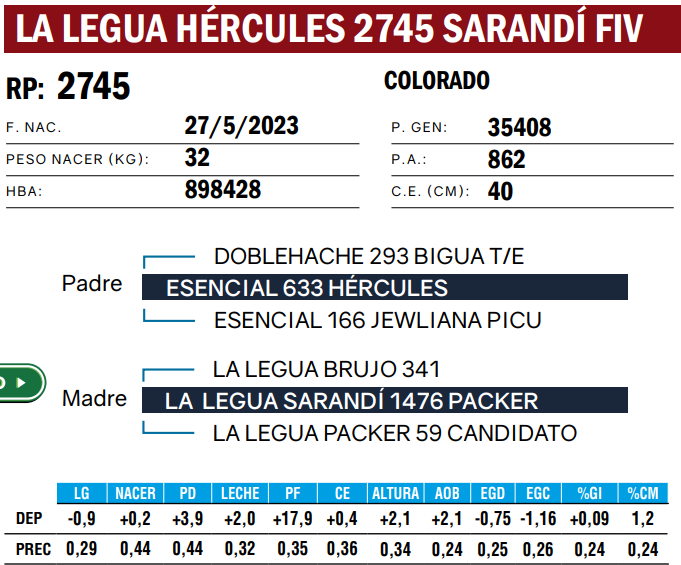 Lote TOROS ANGUS  PP