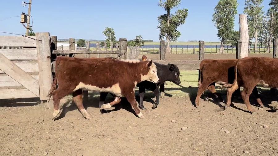 Lote TERNERAS