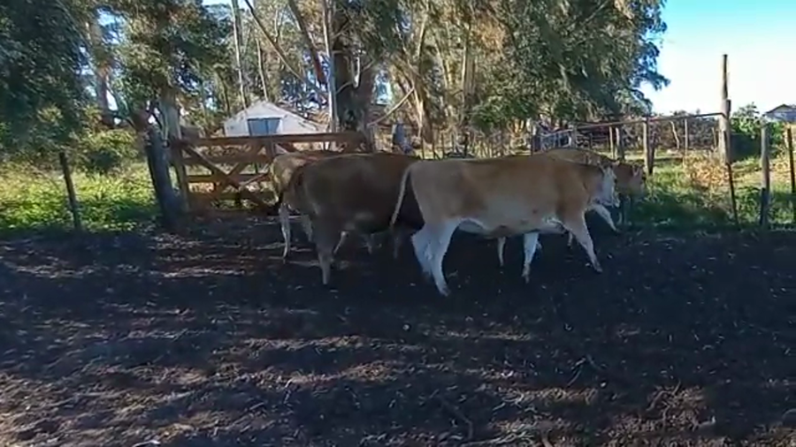 Lote Vaquillonas Preñadas - Pangare