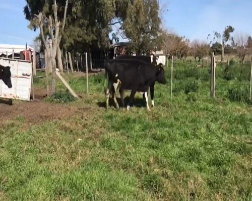 Lote 7 Vaquillonas  Ho a remate en 1º Remate Virtual 420kg -  en Juan Soler, Ruta 23