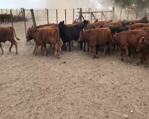 Lote 65 Terneros en Espartillar, Buenos Aires