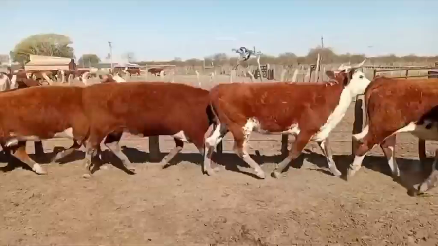 Lote 35 Vacas c/ garantia de preñez en Entre Ríos, San José de Feliciano