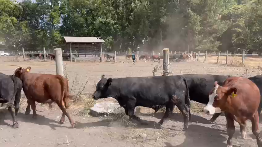 Lote 55 Ternero en Los Ángeles, VIII Región Biobío