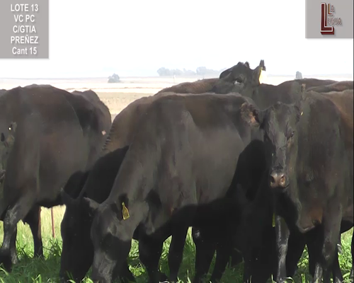 Lote VACAS A. ANGUS NEGRAS  P. CONTROLADAS C/ GTIA DE PREÑEZ