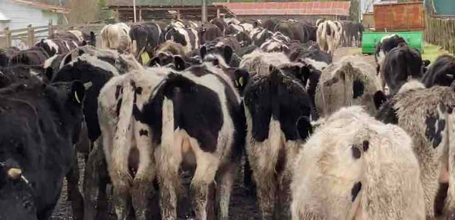 Lote 60 Novillo Engorda en Purranque, X Región Los Lagos