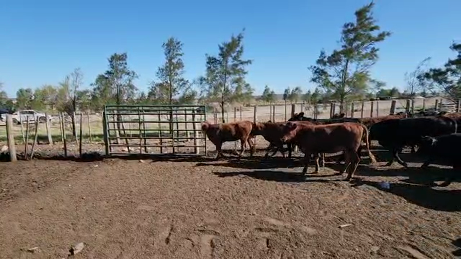 Lote 105 Terneros/as en Las Peñas, Córdoba