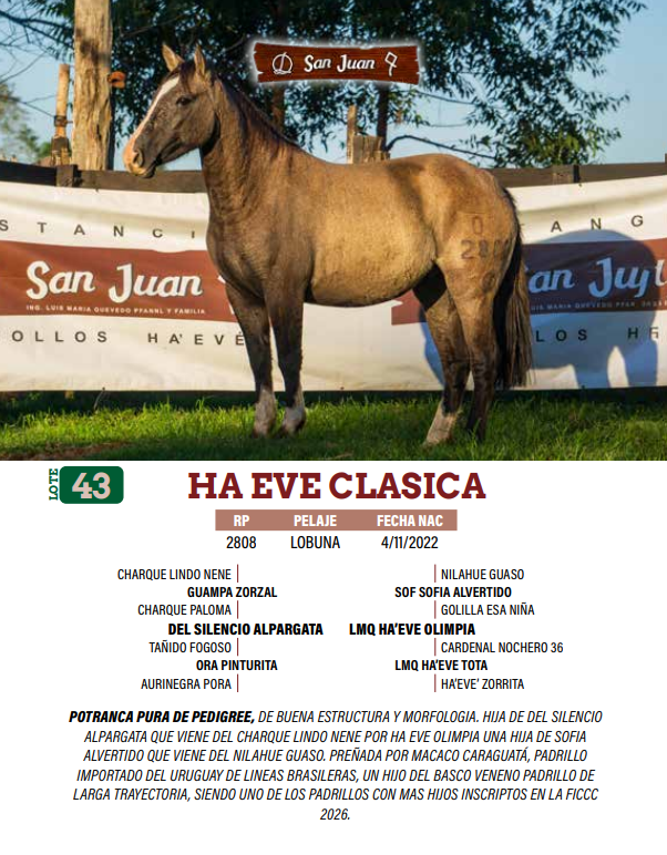 Lote LOTE 43