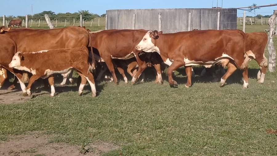 Lote 72 Vacas con Cría