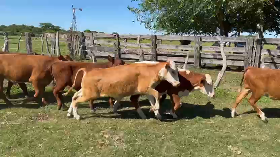 Lote 120 Terneros/as