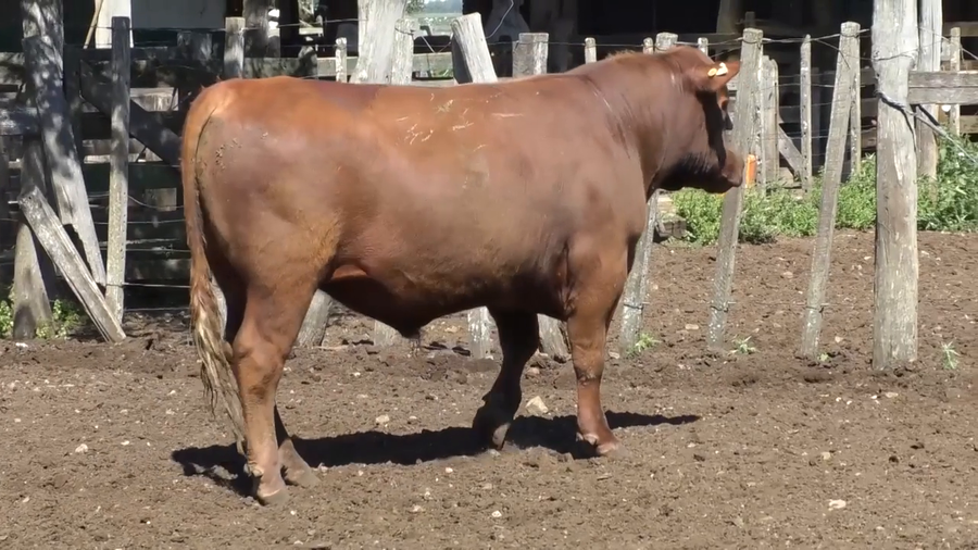 Lote Toro 2 años