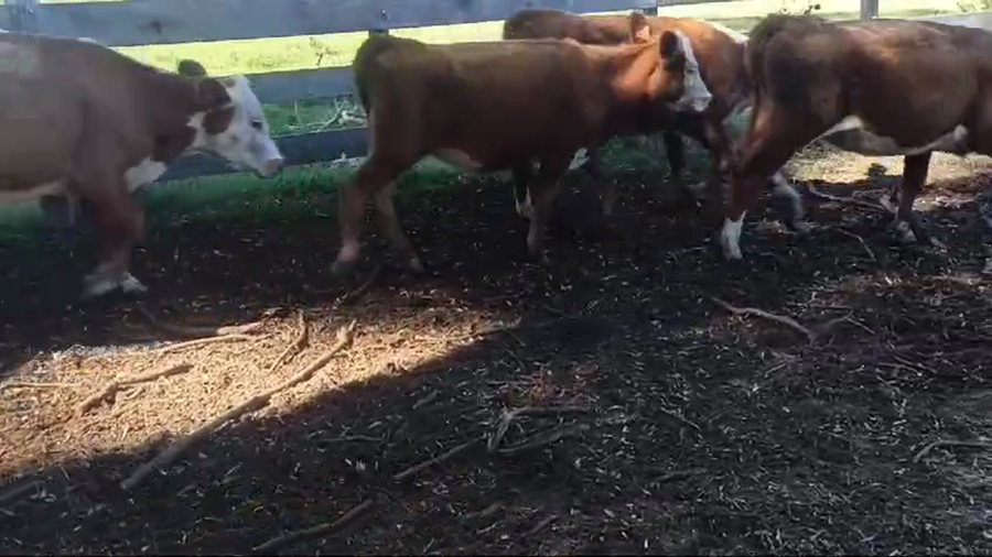 Lote VAQUILLONAS DE 1 A 2