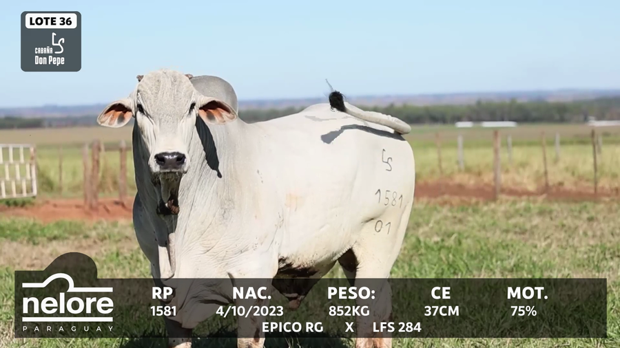 Lote LOTE 36