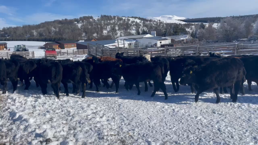 Lote 44 Ternera en Coyhaique, XI Región Aysén