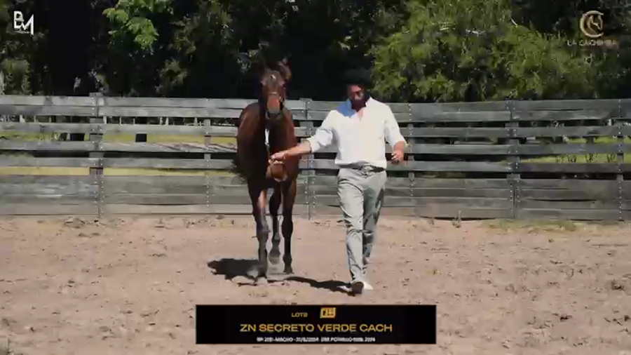 Lote ZN SECRETO VERDE CACH