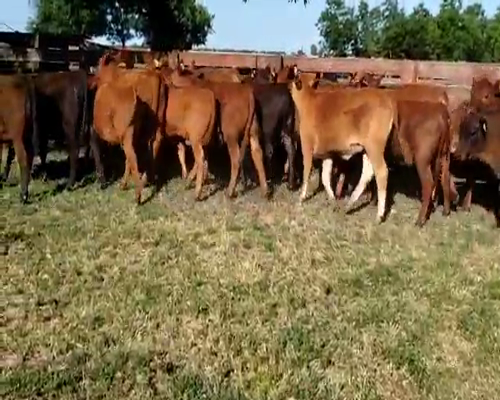 Lote 24 Terneros/as en Villaguay, Entre Ríos