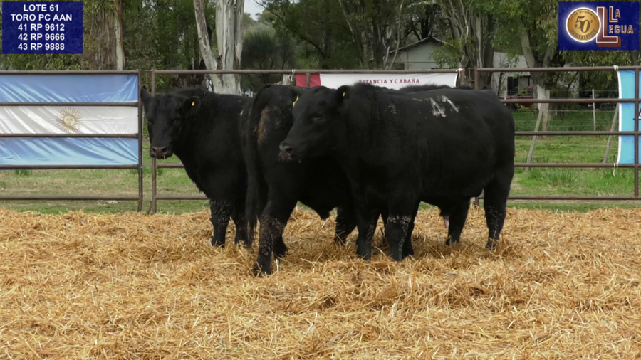 Lote TOROS ANGUS NEGROS PC