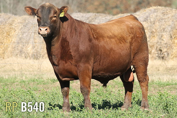 Lote 3 TOROS PUROS DE PEDIGREE