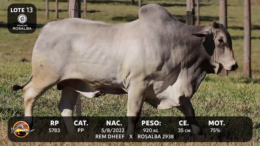 Lote LOTE 13