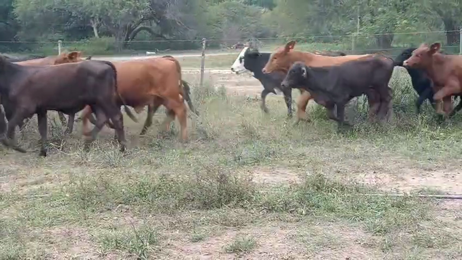 Lote 200 Terneros/as en Chaco, Margarita Belén