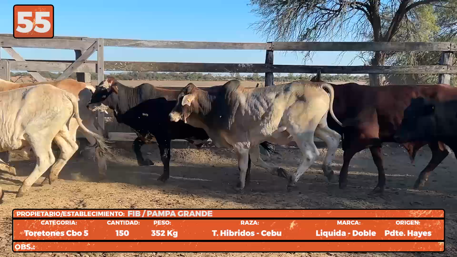Lote LOTE 55