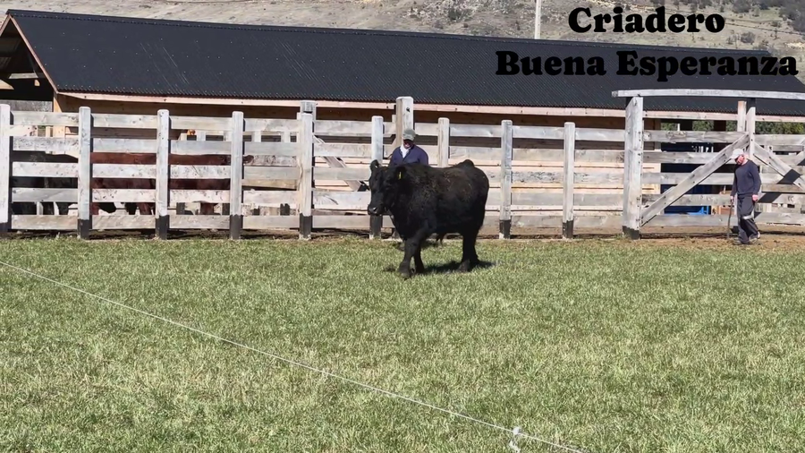 Lote 1 Toro