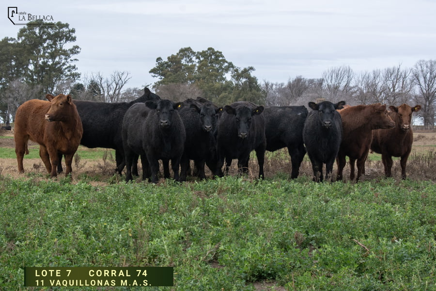 Lote VAQUILLONA M.A.S.