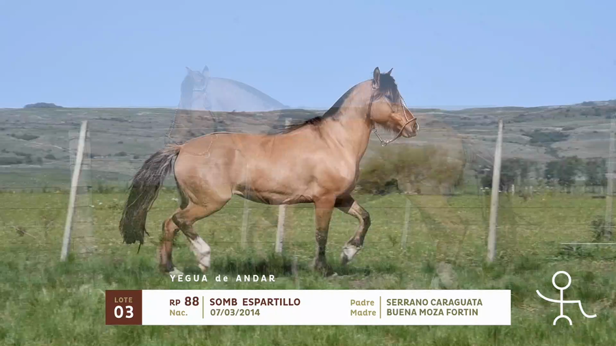 Lote SOMB ESPARTILLO