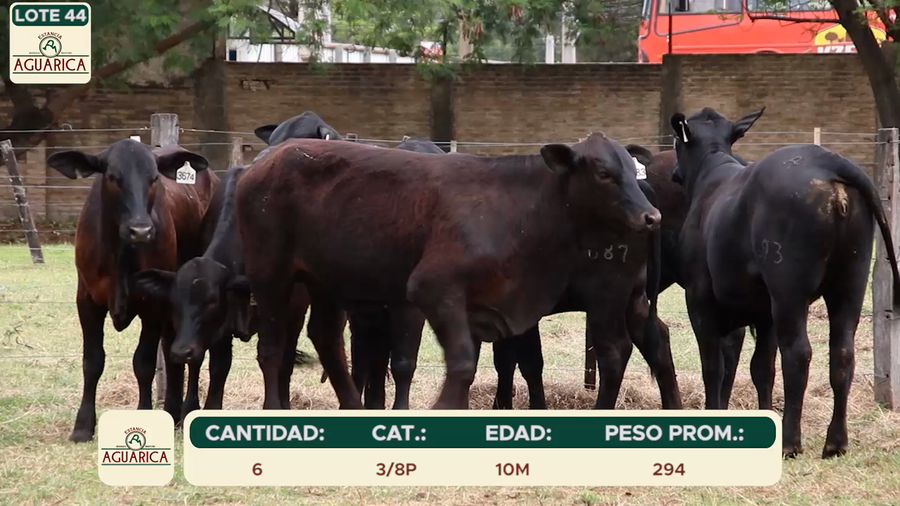Lote LOTE 44