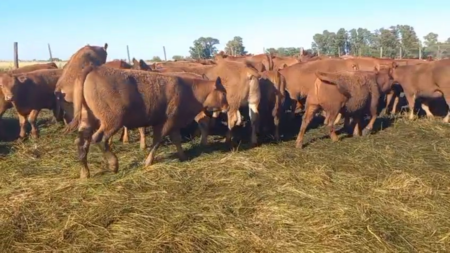 Lote 30 Terneras en Pehuajo