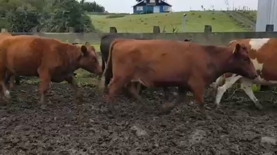 Lote 20 Vaquilla Gorda en Osorno, X Región Los Lagos