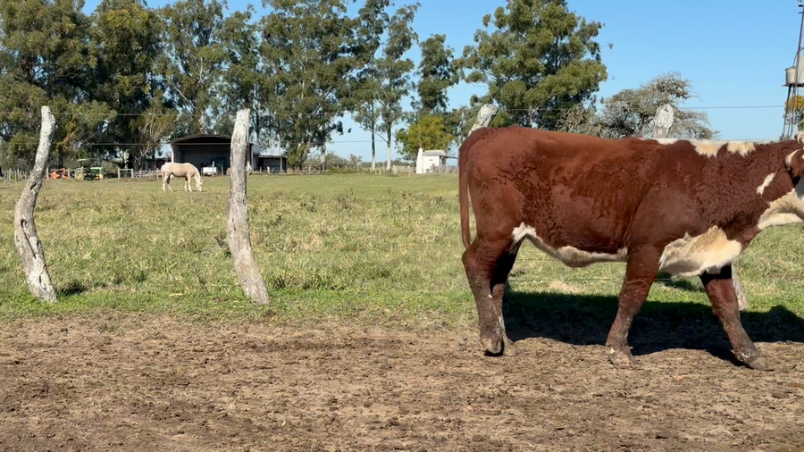 Lote 59 Vacas de invernar en Corrientes, Curuzú-Cuatiá