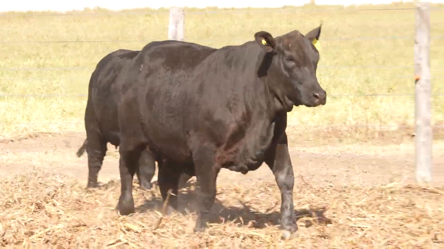 Lote Vaquillonas Preñadas y con Servicio CABAÑA EL PORVENIR