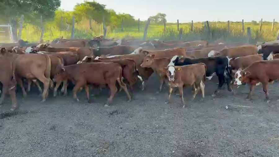 Lote 90 Terneros/as