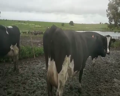 Lote 3 Vacas de Invernada HOLANDO a remate en Pantalla Aniversario 660kg - , San José