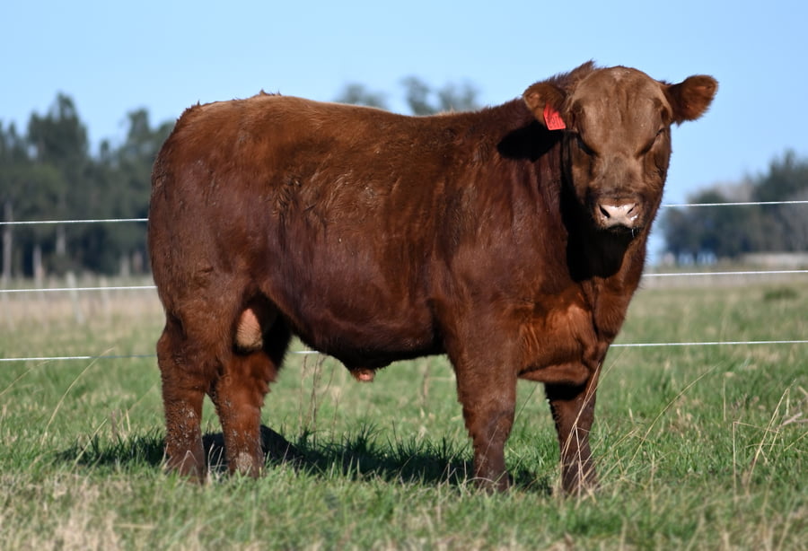 Lote TOROS PUROS CONTROLADOS