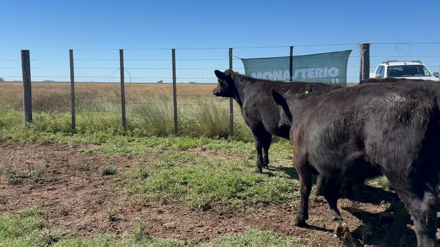 Lote 41 Terneros en Tres Arroyos