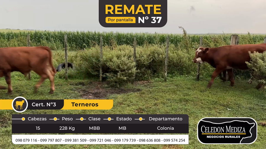 Lote 15 Terneros en Tarariras, Colonia