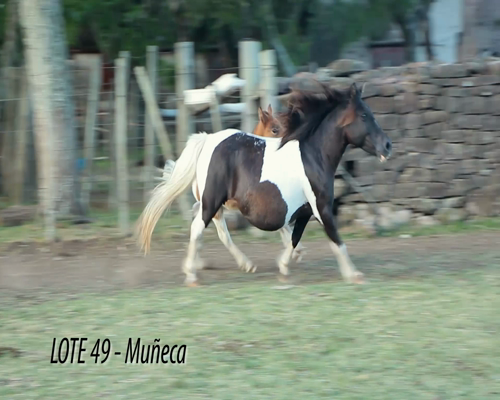 Lote Pony hembra con cria.