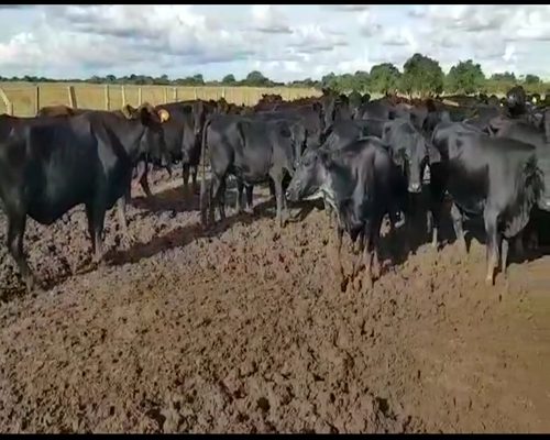 Lote 260 Vacas de invernar en Concepción, Corrientes