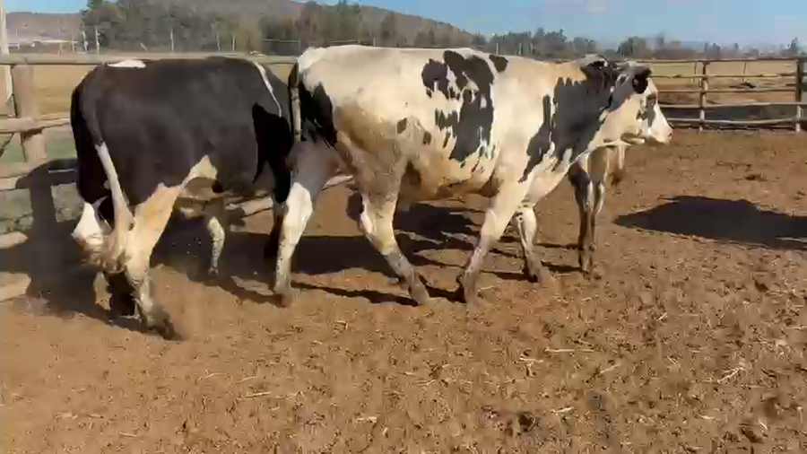 Lote 40 Novillo Gordo en Melipilla, Región Metropolitana