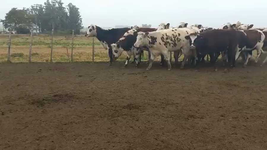 Lote Vaquillonas