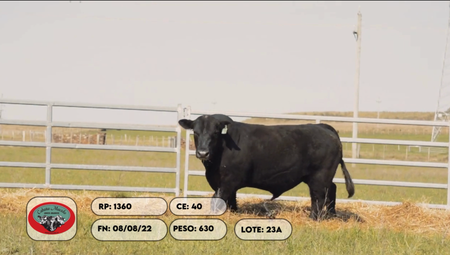 Lote 2 Toros a remate en Remate anual Cabaña Macedo, Artigas