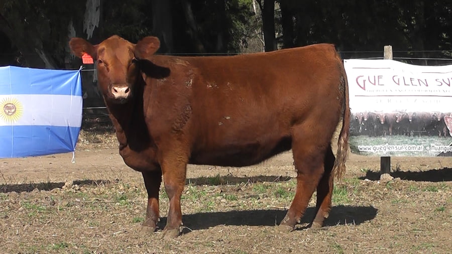 Lote VAQUILLONAS PURAS DE PEDIGREE