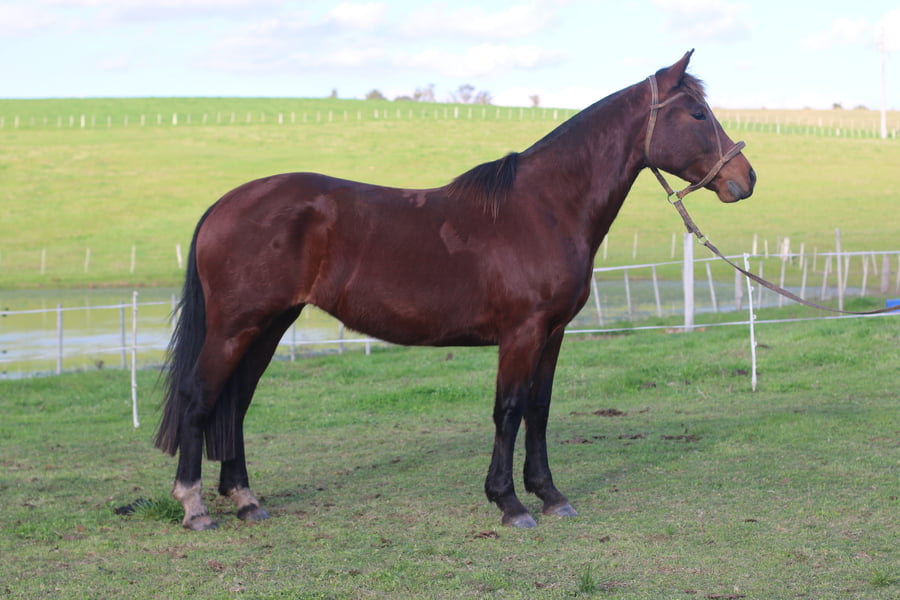 Lote SANTA GLORIA SANGRE FRIA